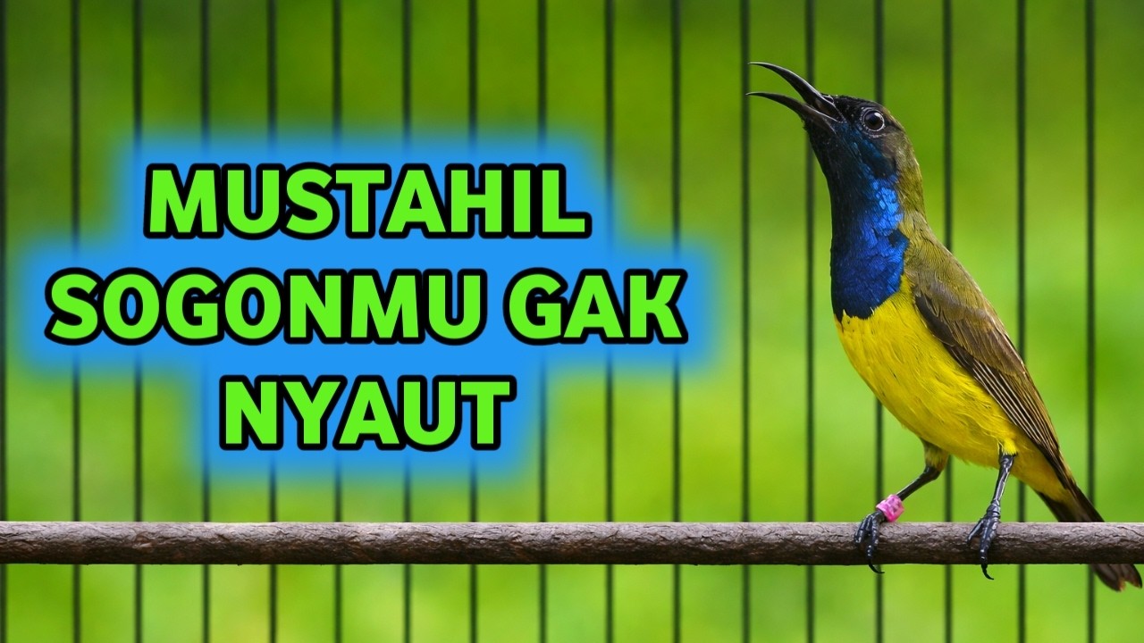 MUSTAHIL SOGONMU ENGGA NYAUT, PANCINGAN SOGON PALING AMPUH JAMINAN NYAUT 100%