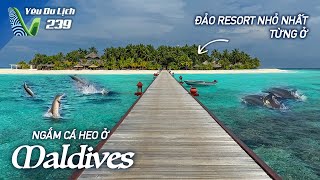 YDL #239: Ngắm cá heo ở Maldives, cuối mùa mưa nhưng vẫn đẹp | Yêu Máy Bay