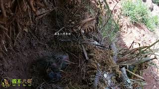 Can cuckoo die due to a long-term lack of food and their small size?杜鹃鸟长期缺少食物，体型太小了，会被淘汰吗？