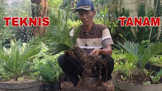 Cara tanam TANAMAN HIAS SIKAS !!! Cara tanam TANAMAN HIAS SIKAS !!!