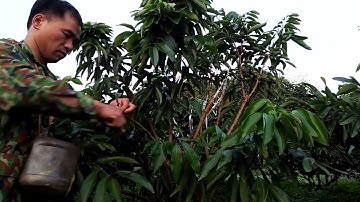 Kỹ thuật ghép đoạn cành.