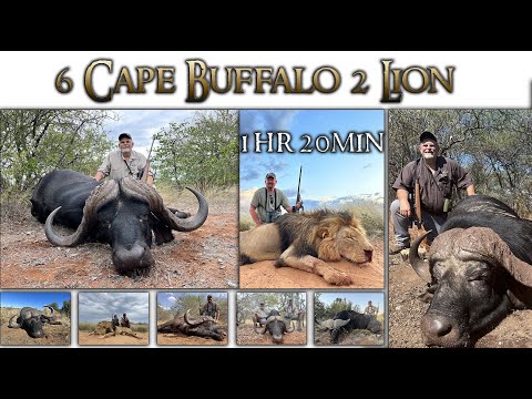 Hunting Cape Buffalo / Lion / Hippo / Crocodile