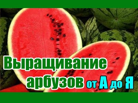 Выращивание арбузов от А до Я / Все о бахче в одном видео