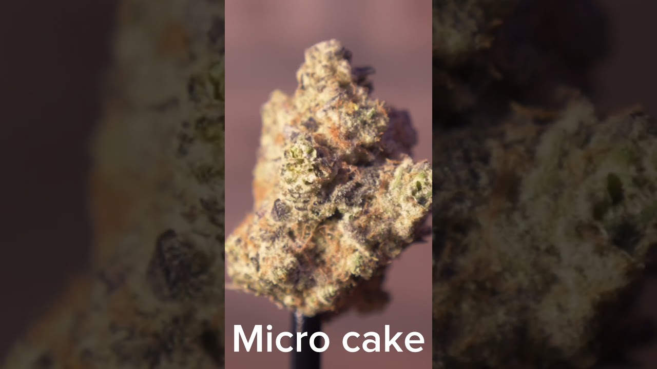 Ver It’s looking real frosty over here! ⛄️ 🥶 Micro Bros llc en YouTube Ver It’s looking real frosty over here! ⛄️ 🥶 Micro Bros llc en YouTube