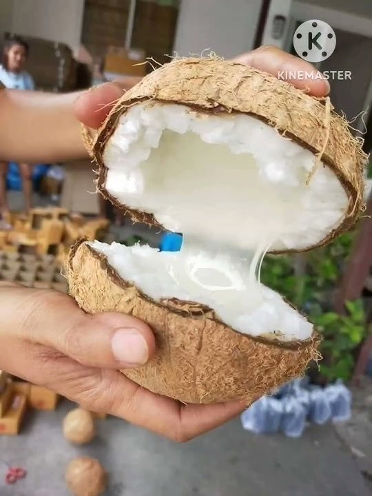 Kelapa kopyor