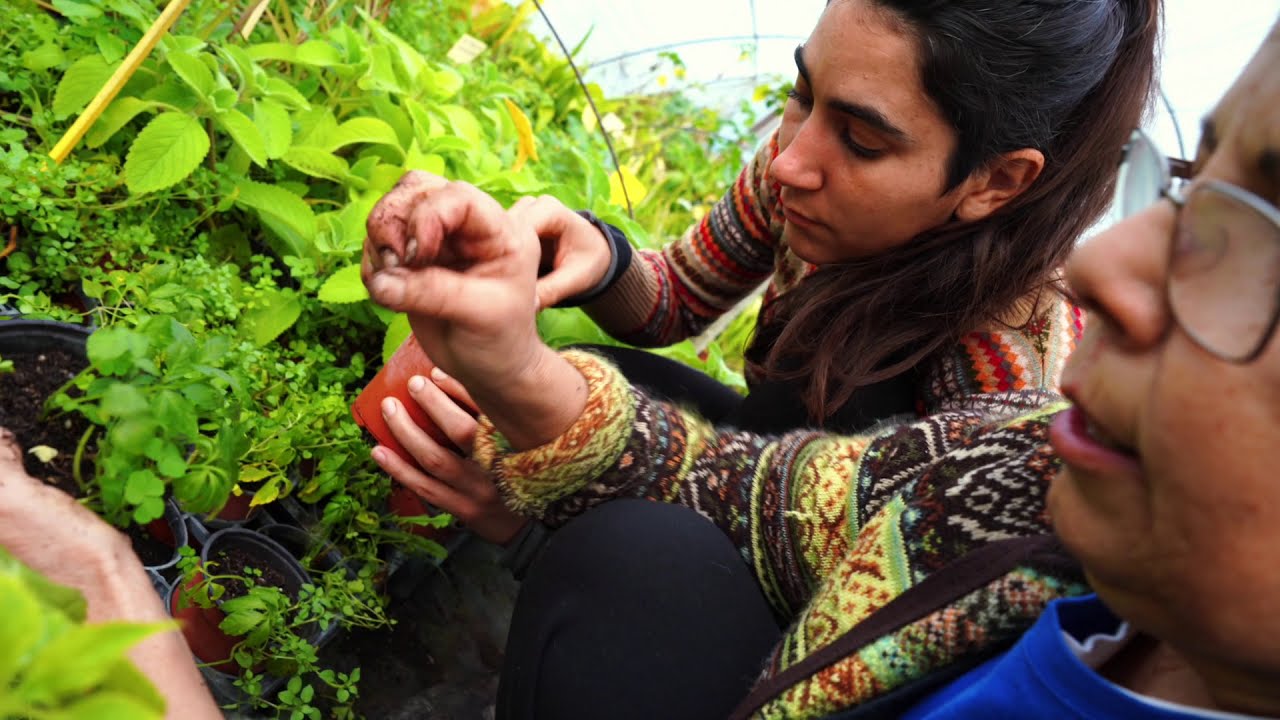 Plantas COMESTIBLES 👉  [USOS + PROPIEDADES + CUIDADOS]