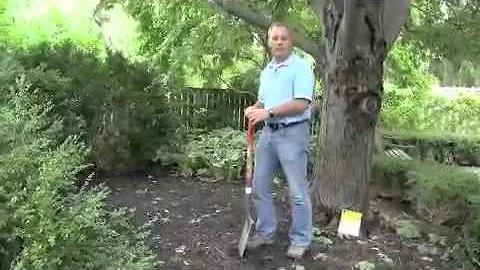 Fall Bulb Planting Tips with Benjamin Carroll