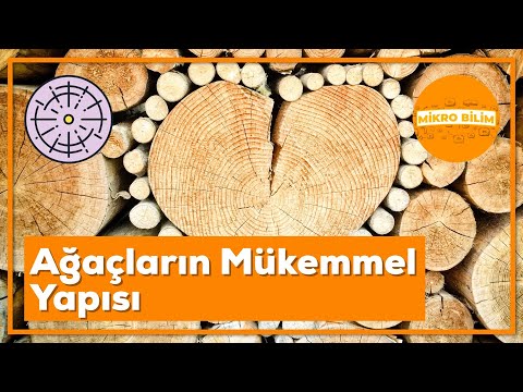 Video: Ağacların elmi adı nədir?