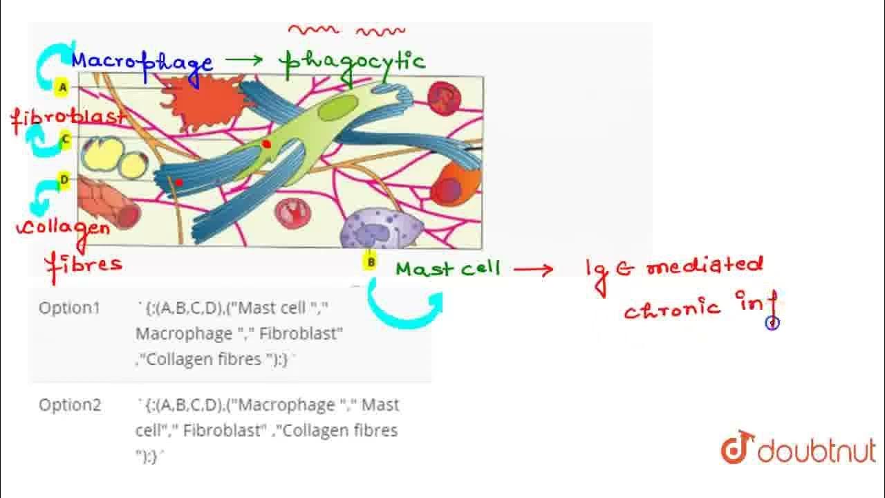 in-the-given-diagram-of-areolar-connective-tissue-identify-parts