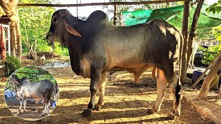 Atlok, Prey Basing village, a large bull is standing to show off his handsome body