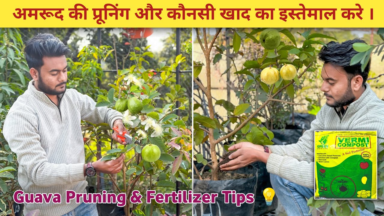 अमरूद की प्रूनिंग और कौनसी खाद का इस्तेमाल करे । | Avadh Nursery | Online plants | Malihabad