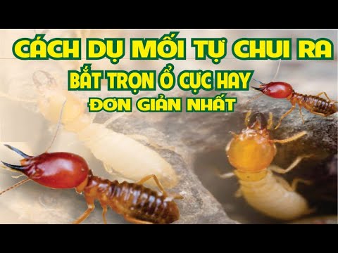 Video: Ấu trùng mối trông như thế nào?