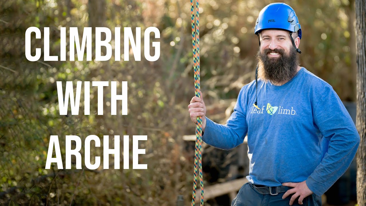 Video  Climbing with Archie: How to Climb a Tree Like an Arborist - Leaf &  Limb