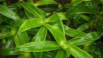 Cây Lược Vàng “Thần Dược” Chữa Bệnh Gan Cực Kỳ Hiệu Quả