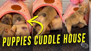 Precious Puppies Get Themselves Inside a Cuddle House