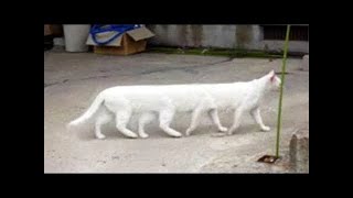 OMG So Cute ♥ Funny Cats and Dogs ❤ #FunnyCats #FunnyDogs #FunnyVideos