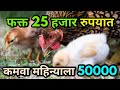 फक्त 25,000 रुपयात गावठी कोंबड्यांचा फार्म तयार करून आता दर महिन्याला कमवा 50,000 निव्वळ नफा