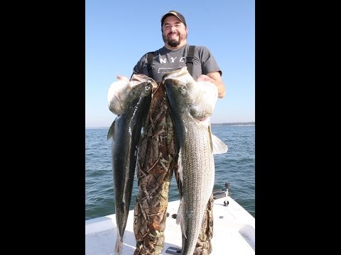 Striped Bass fishing -HUGE STRIPERS - World Class Striper fishing