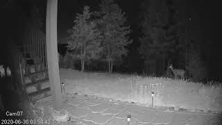 20200630 deer vs raccoon