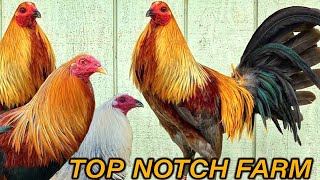 TopNotch Show Birds Salinas - Beautiful Birds Farm Visit
