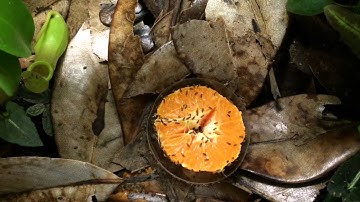 Part 5: Mixed Poison DartFrog Vlog (sleeping arraignments and feeding stations).