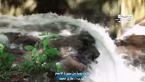 تلاوة هادئة تريح القلب ماتيسر من سورة الأنعام | القارئ : طارق محمد