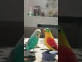 #cover #birds #parrot #blackfacebudgie #쩐다