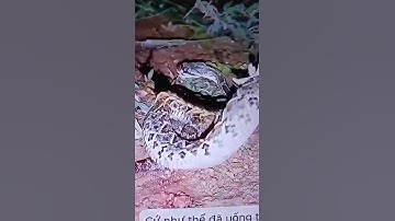 Màn tử chiến giữa Rắn và Rết