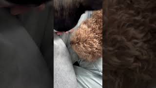 주머니에 간식 숨겨서 찾고 잇는 겨울아키