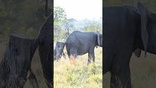 Ready for a scratch #elephants #elephantday #wildlife