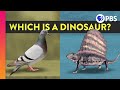 Understanding Dinosaurs and Their Classification