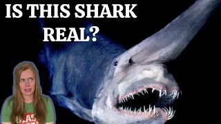 Rare Shark With Insane Jaw!