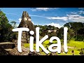 Tikal  petn  mundo maya  guatemala