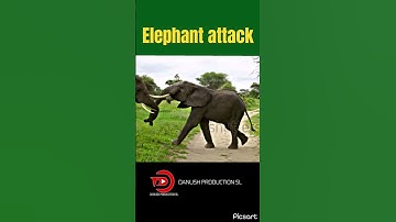 Terrifying Elephant Attack Caught on Camera – Watch This Incredible Encounter! #elephantattack