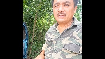 Câu cá chuối sộp tại Phú Thọ #Shorts