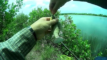 Câu cá rô phi trên vuông nuôi tôm miền tây - Tilapia fishing