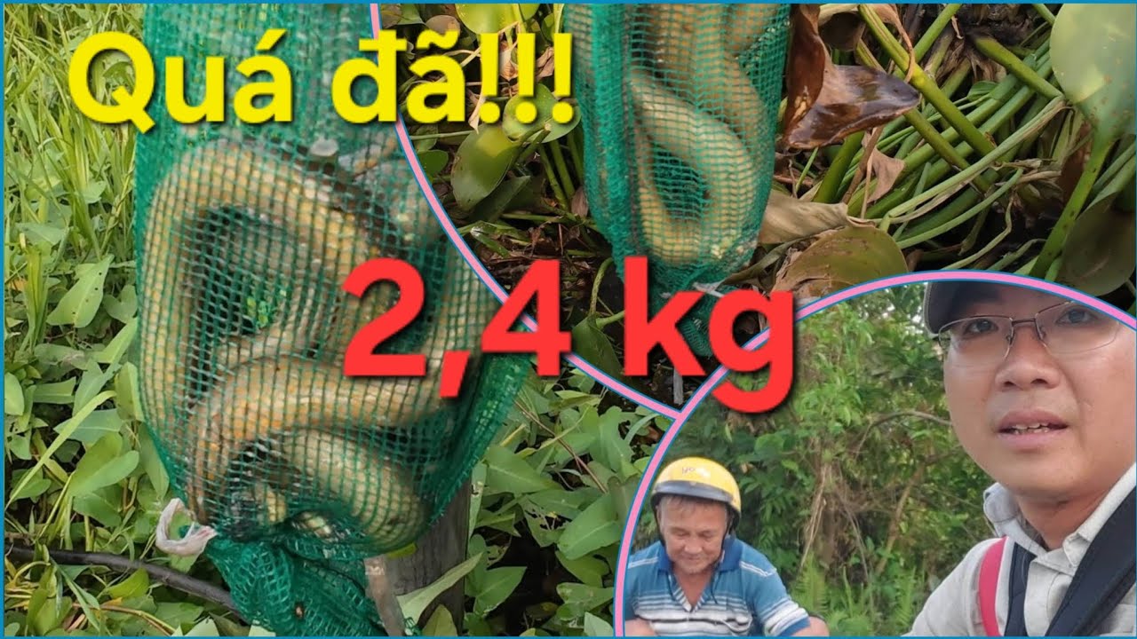 Cánh đồng này còn nhiều lươn đồng thăm cái nào cũng dính, đặt trúm mùa khô hiệu quả 100%