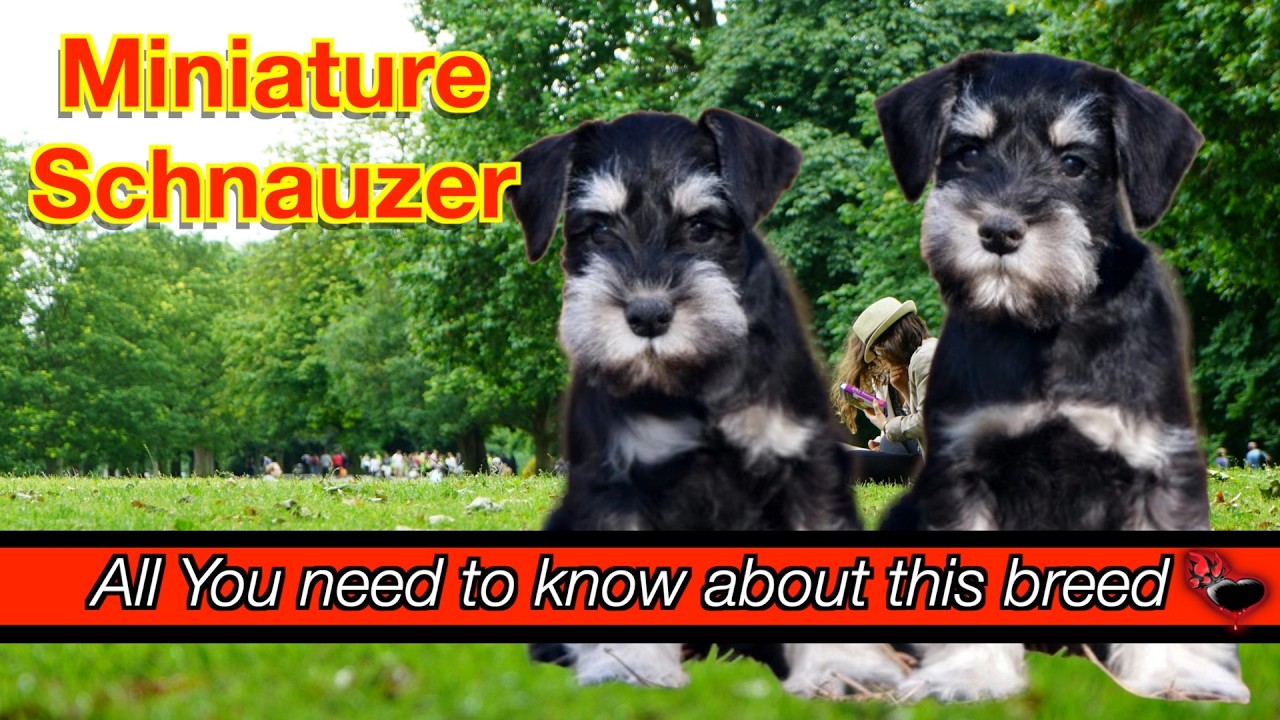 Meet the Miniature Schnauzer Breed: A Spirited Companion