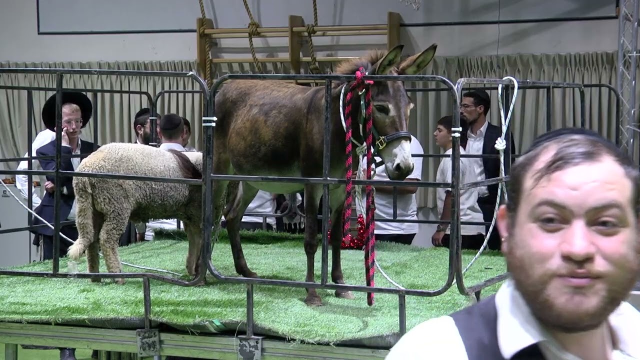 פדיון פטר חמור בית השם ו' אב תשפ