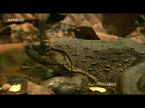 Video: Golijatska žaba (Conraua Goliath)