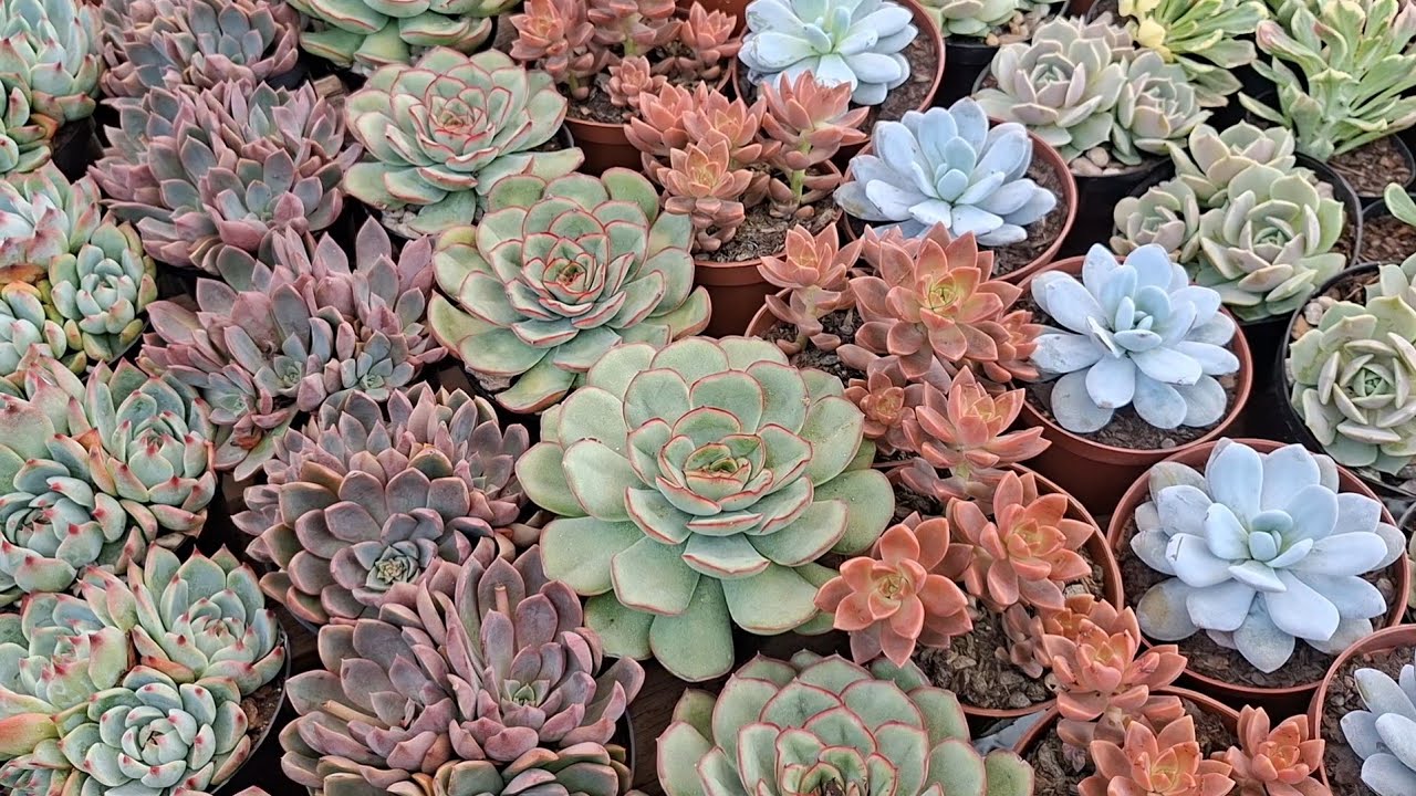 Suculentas lindas muitas variedades em promoção 