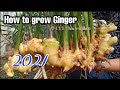 How to grow ginger at home from planting to harvest / Growing Big Ginger by NY SOKHOM