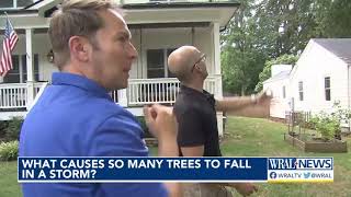 What causes so many trees to fall in a storm?