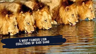 THE 5 MOST FAMOUS COALITIONS OF LIONS - MAPOGOS - MAHINGILANES - SELATIS - MATIMBAS - BIRMINGHAMS