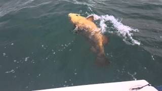 Craig Langslet Goliath Grouper 107