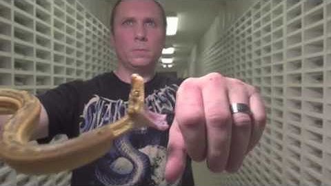 SNAKE BITE IN SLOW MOTION!! from SnakeBytesTV | BRIAN BARCZYK