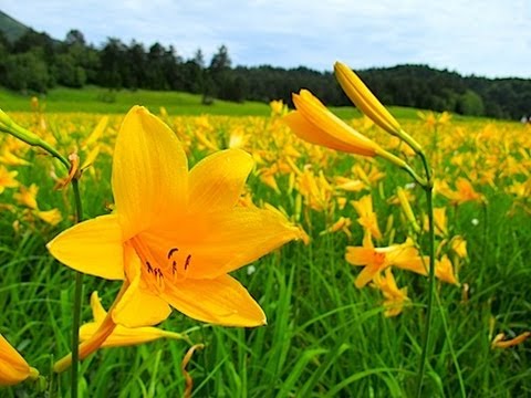 夏の尾瀬沼とニッコウキスゲの大江湿原ハイキング Daylily Of Lake Ozenuma 花の名所 花見頃 Youtube