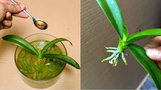 Мало кто знает волшебный секрет, как заставить орхидеи прижиться (чрезвычайно быстро).