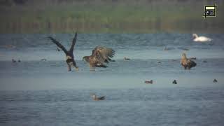 Zeearend (Sea eagle / Seeadler) vangt brandgans Jaap Deensgat UHD 4K  20180901 Natuurkanaal