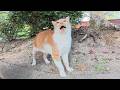 パトロールを終えた茶シロ猫が可愛い声でお話ししながら住処へ帰る